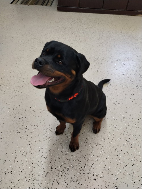 Missy mae, an adoptable Rottweiler in York, SC