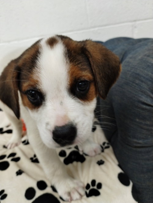Kaesyn, an adoptable Beagle in York, SC