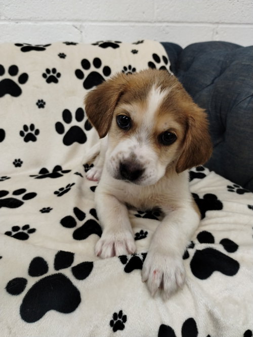 Kash, an adoptable Beagle in York, SC