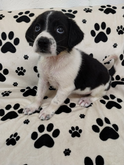 Kaleb, an adoptable Beagle in York, SC