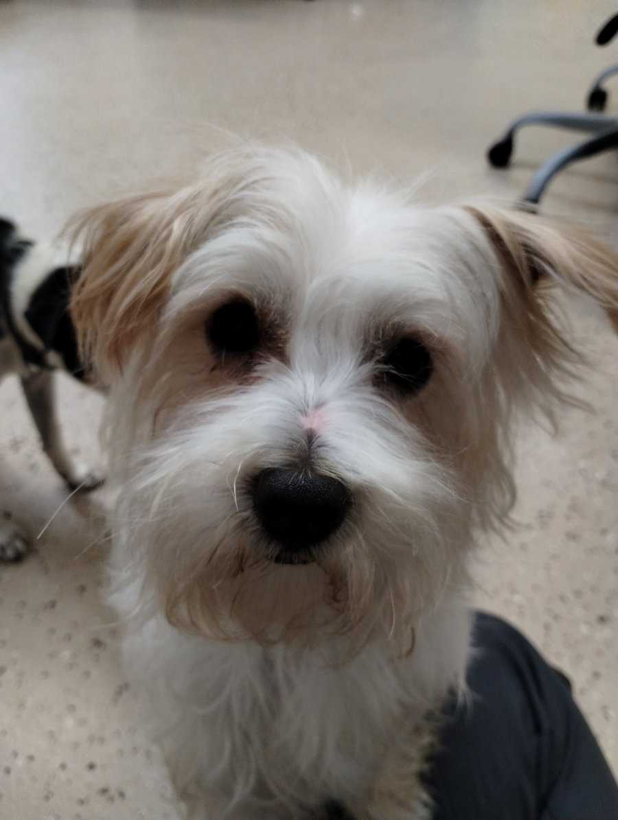 Chico
