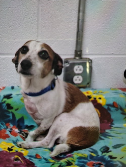 Nuggie, an adoptable Terrier in York, SC