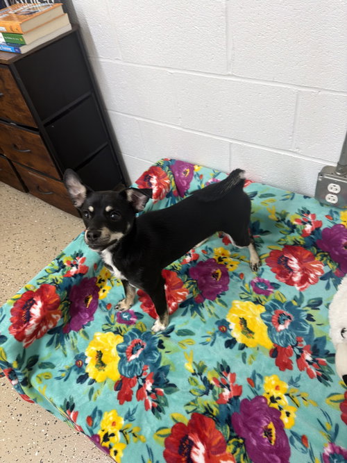 Clyde, an adoptable Chihuahua in York, SC