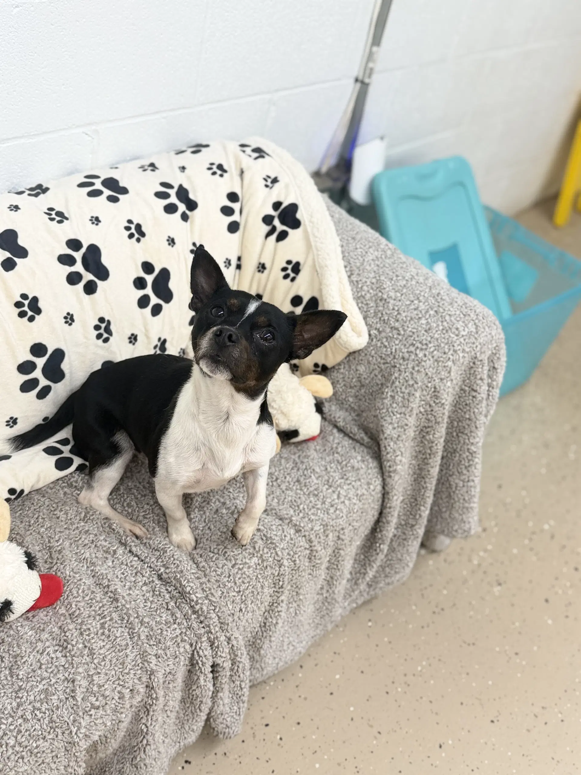 Prue - Chihuahua