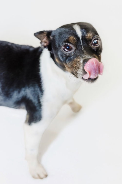 Prue, a dog for adoption from Richardson Rescue