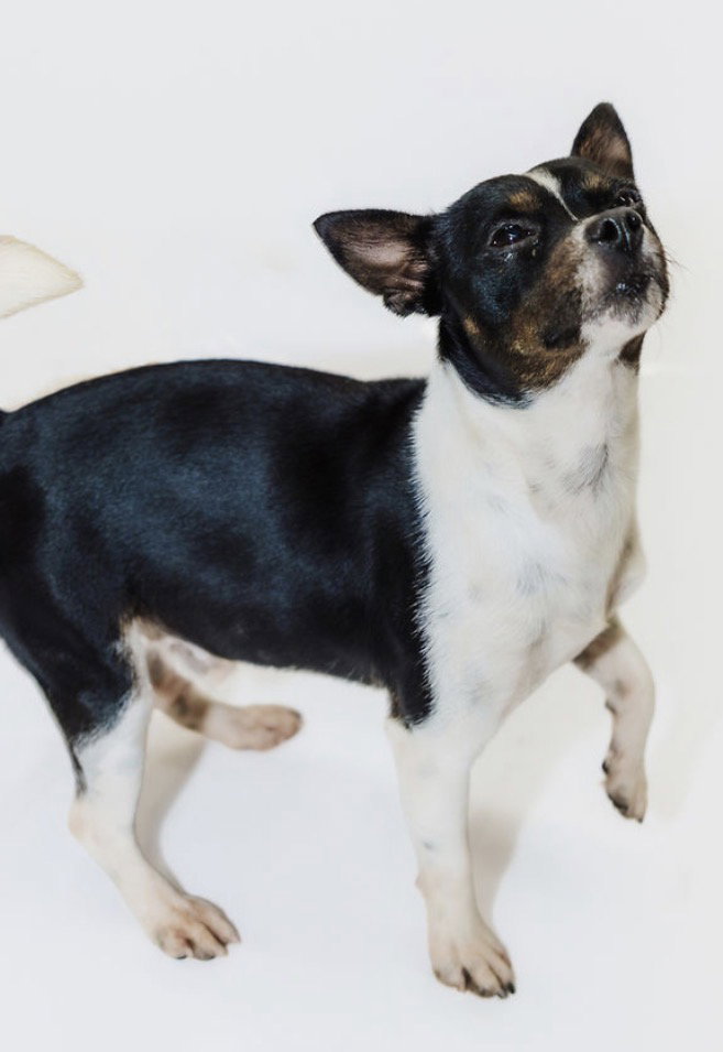 Prue, photo 3