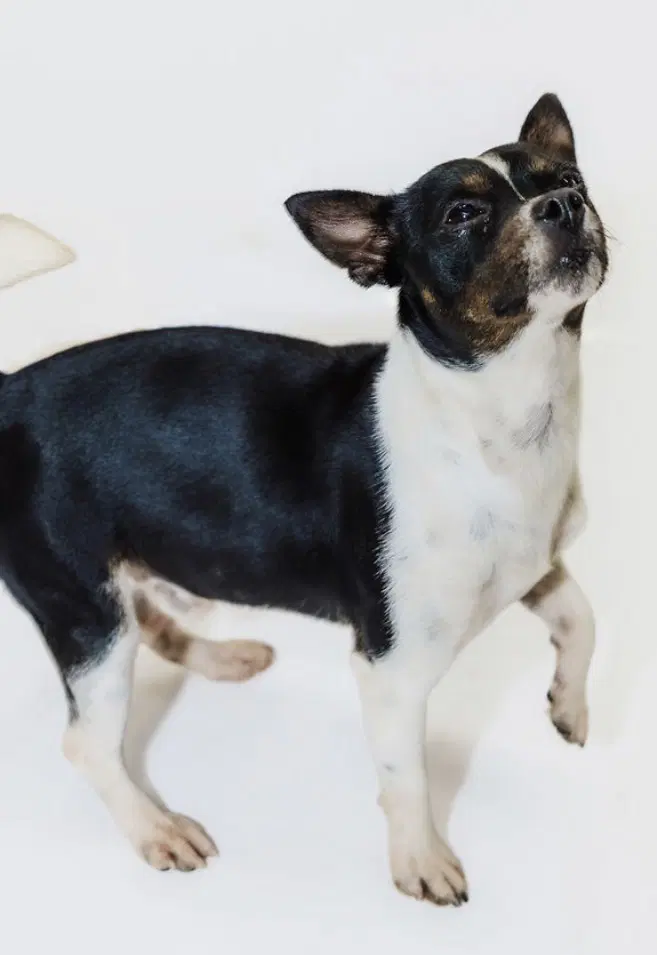 Prue image 2