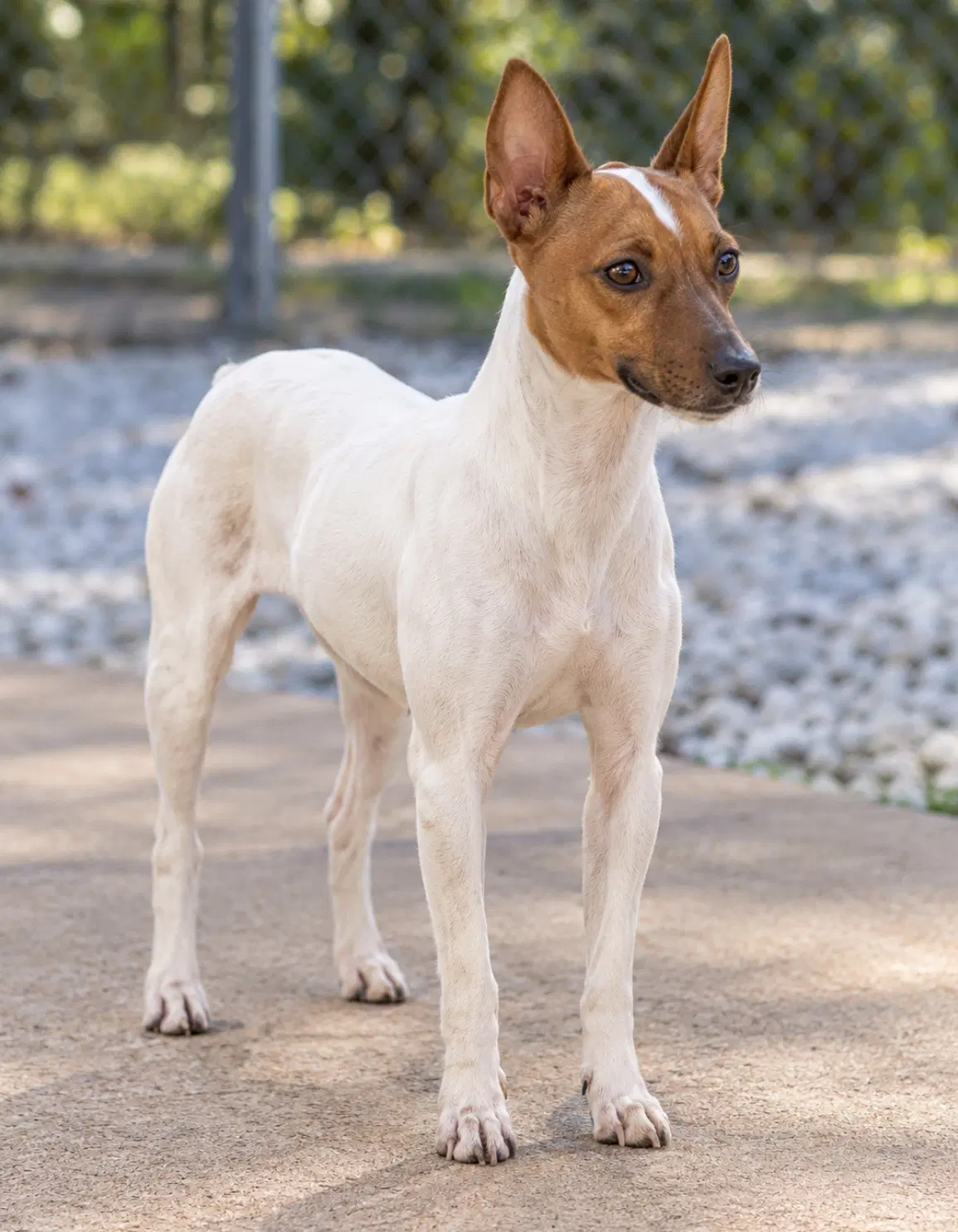 Dixie - Rat Terrier