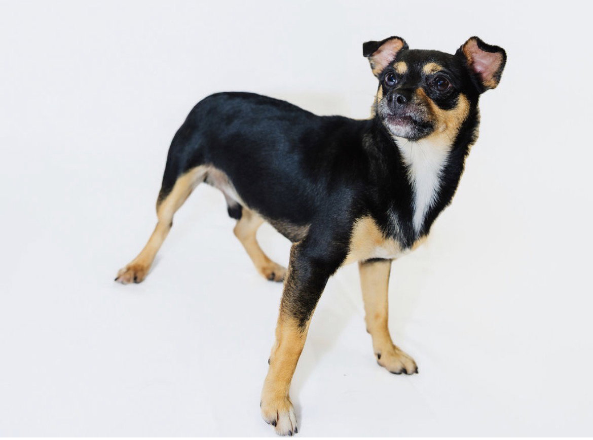 Chase, Chihuahua