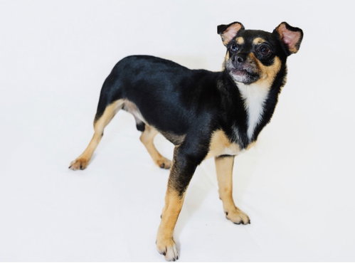 Chase, a dog for adoption from Richardson Rescue