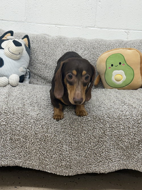 Rocky