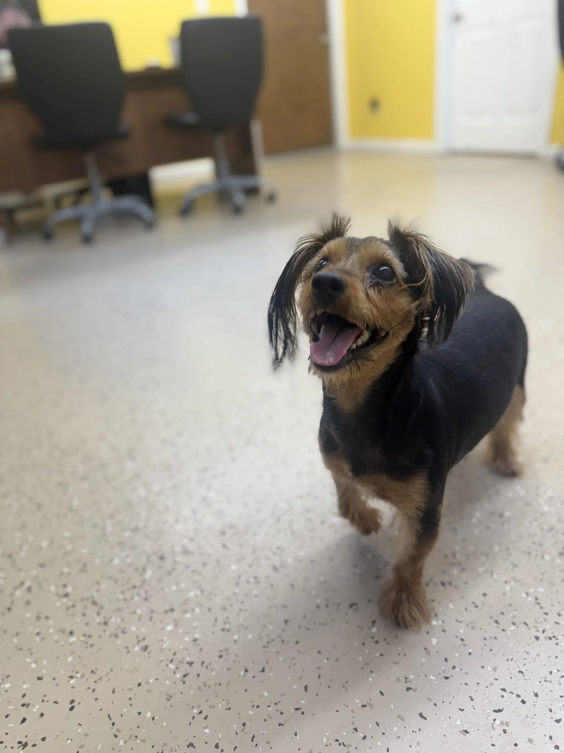 Jason - Yorkshire Terrier Yorkie