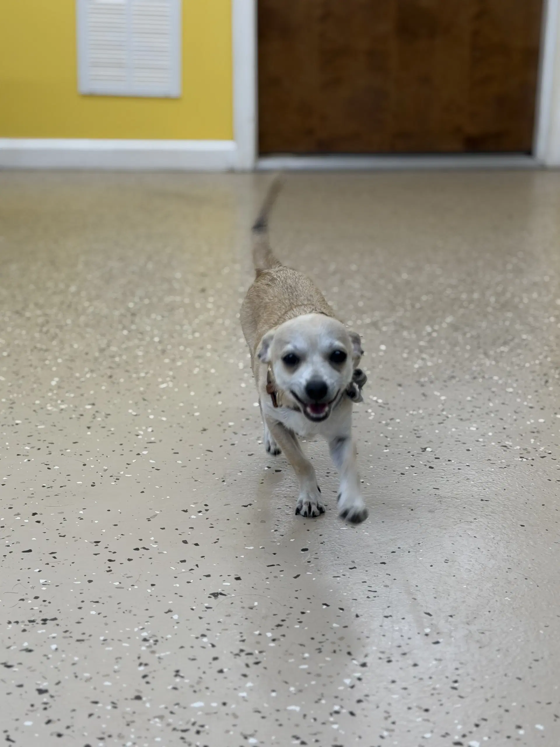 Little Buddy image 3
