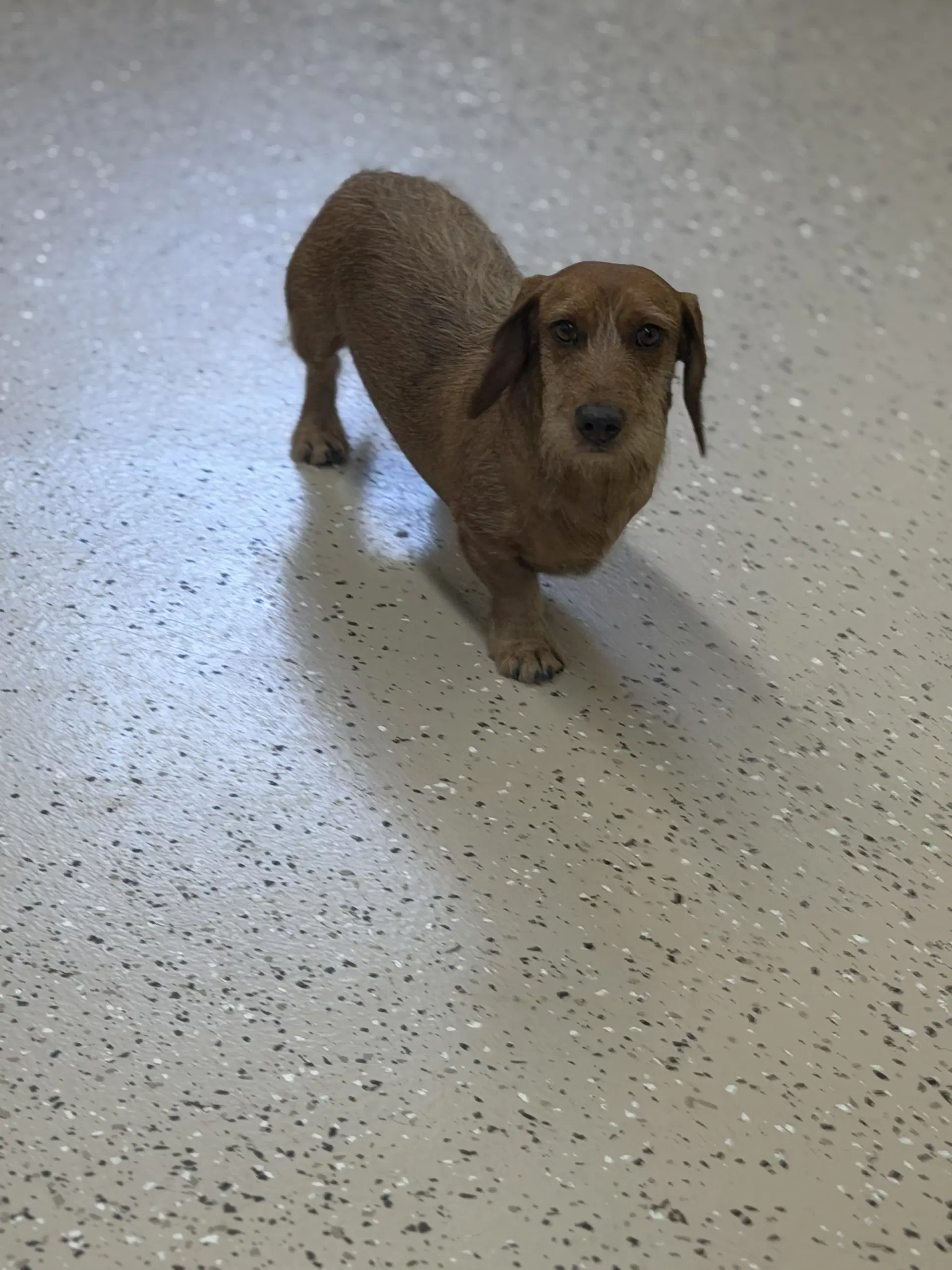 Quixote - Dachshund