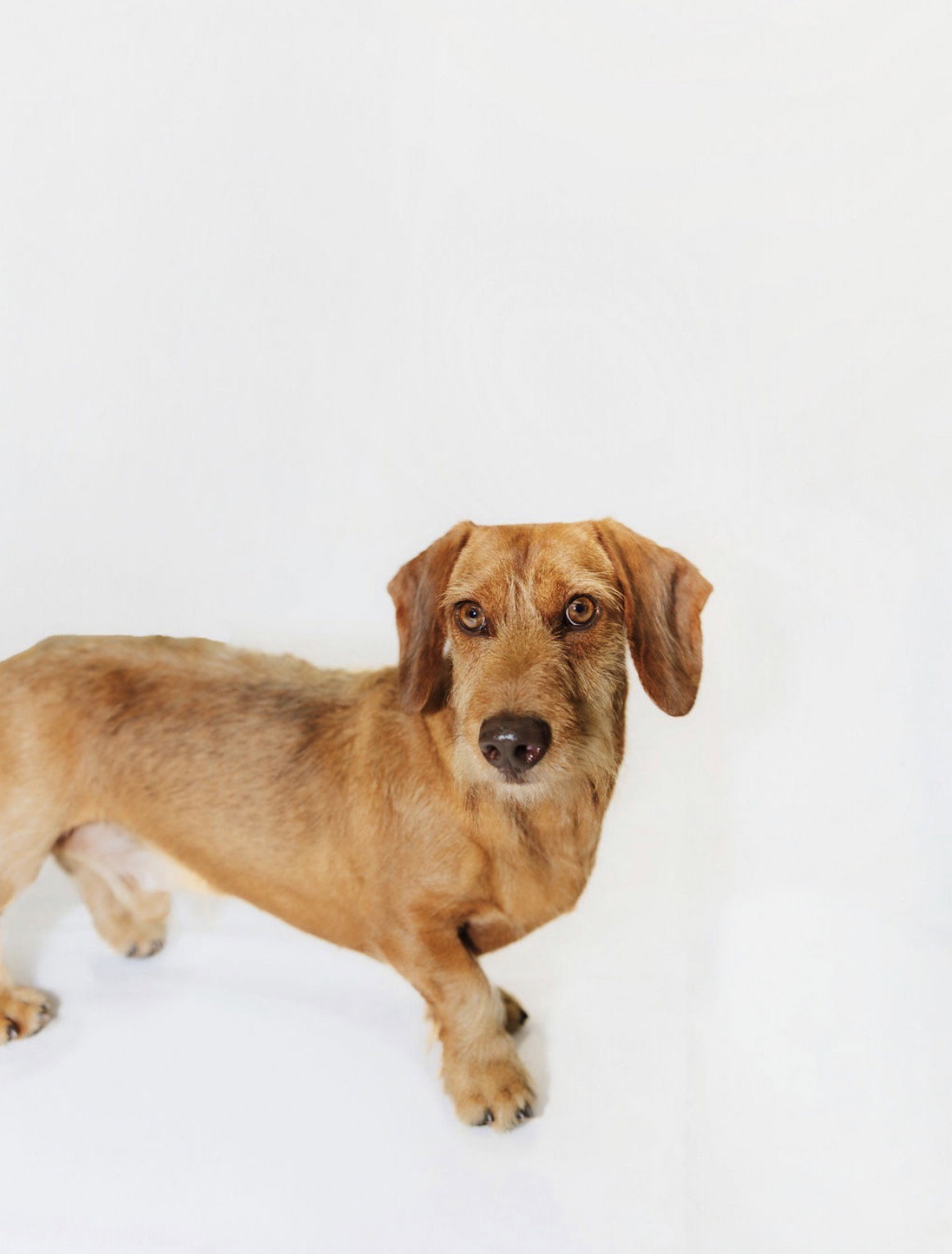 Quixote, Dachshund