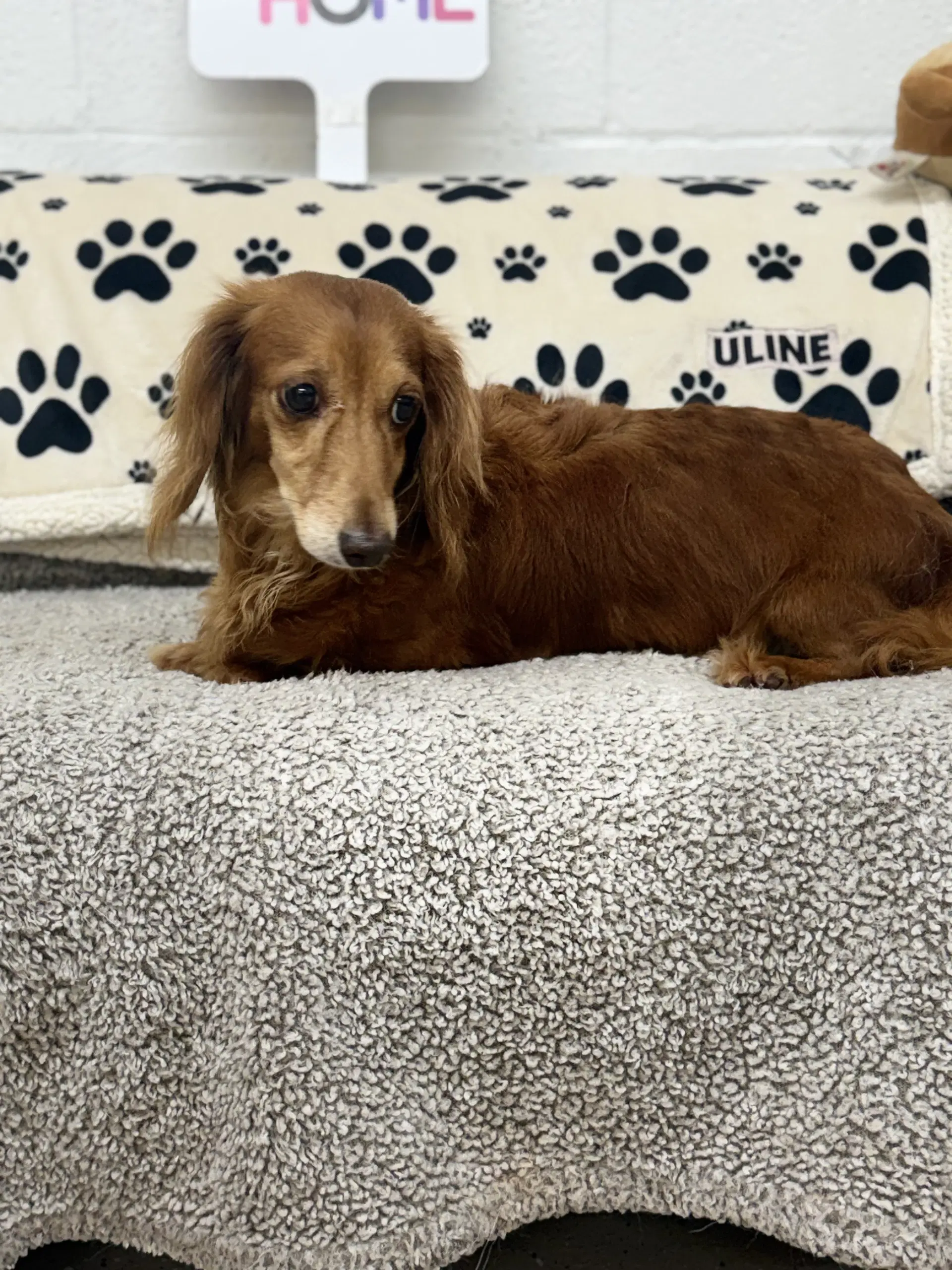 Pebbles - Dachshund
