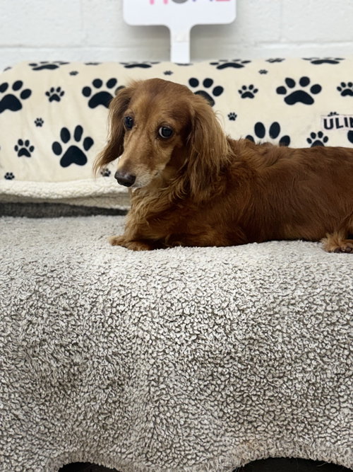 Pebbles photo 2