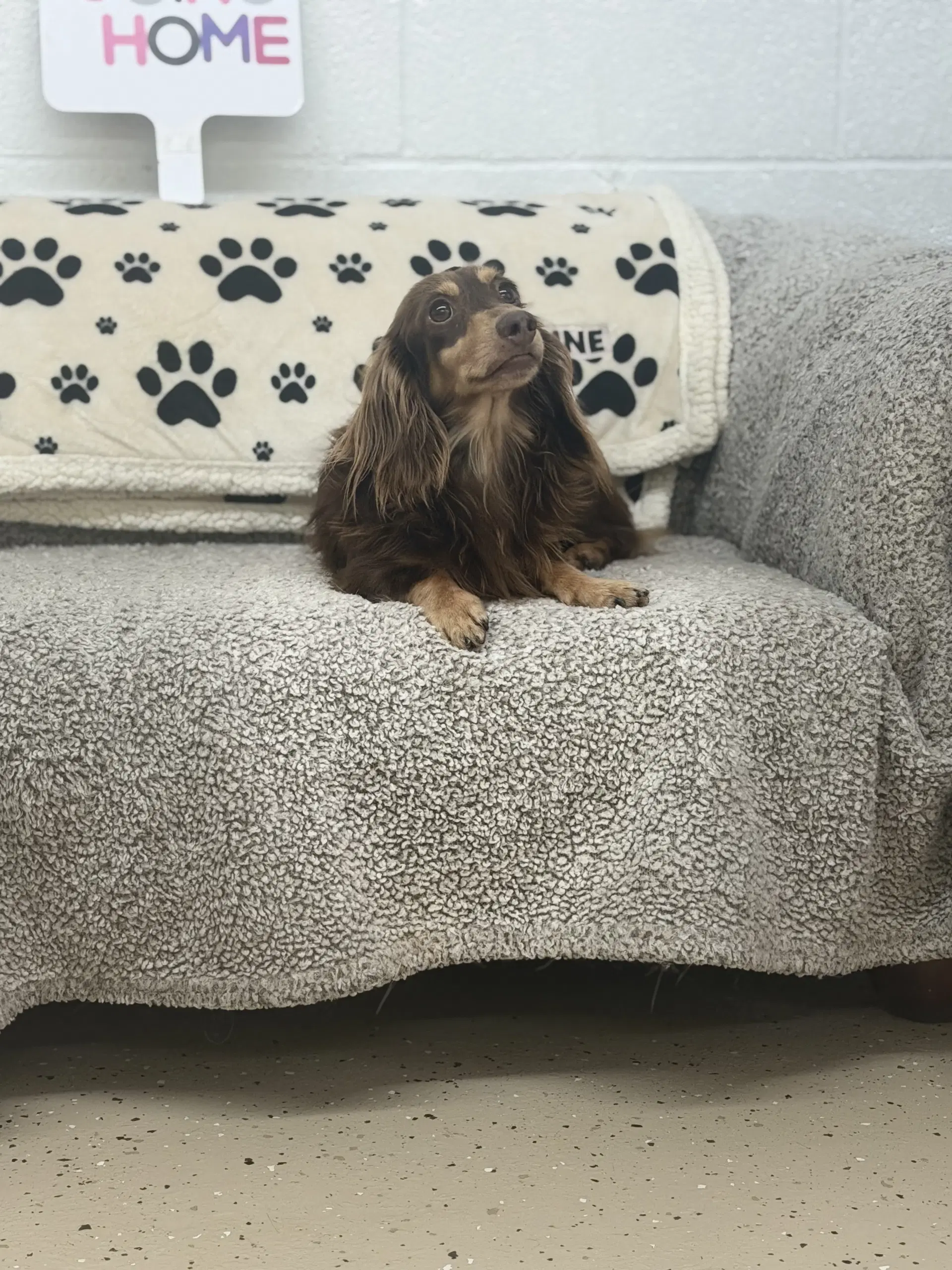 Buddy - Dachshund