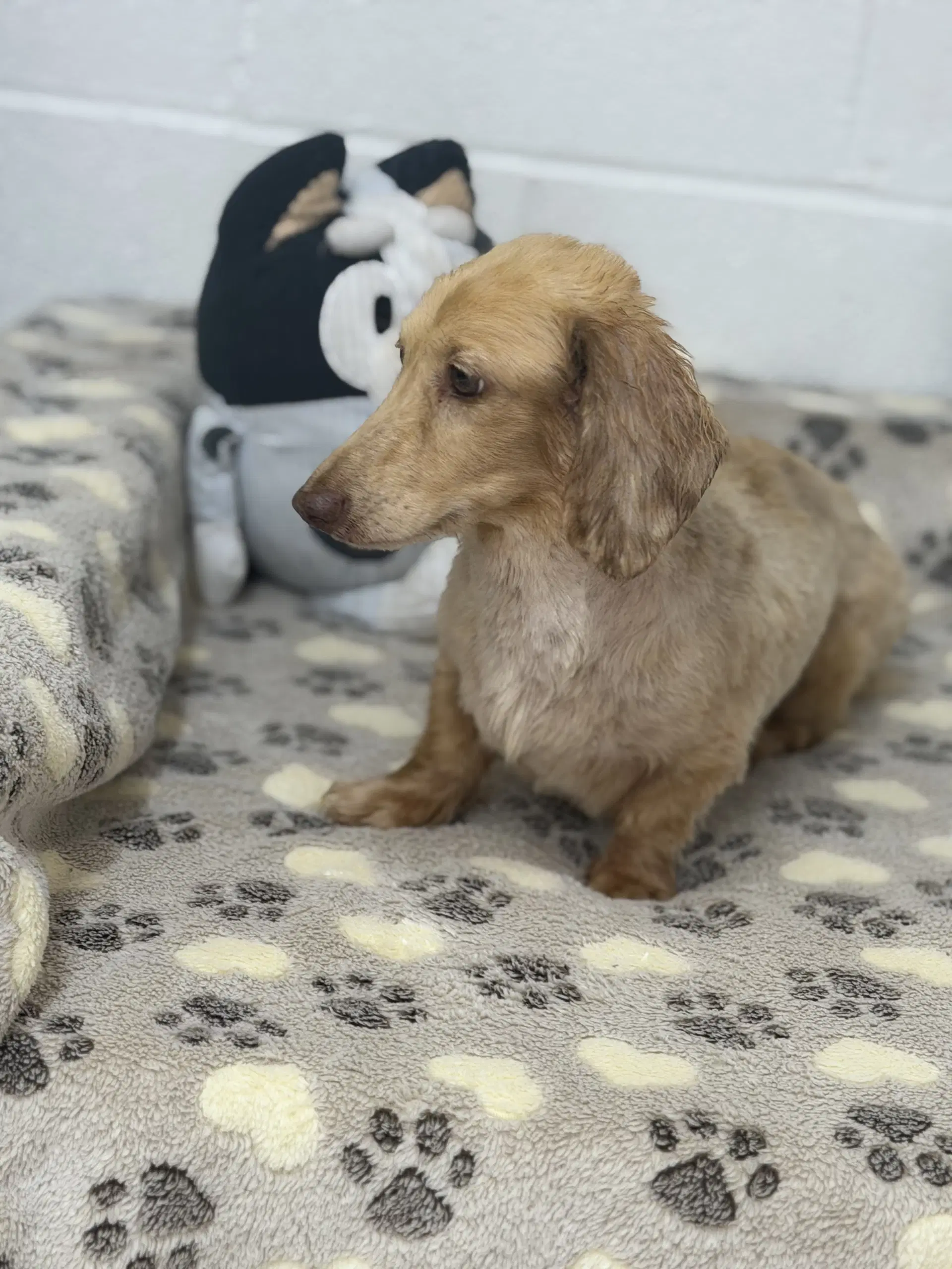 Frankie - Dachshund