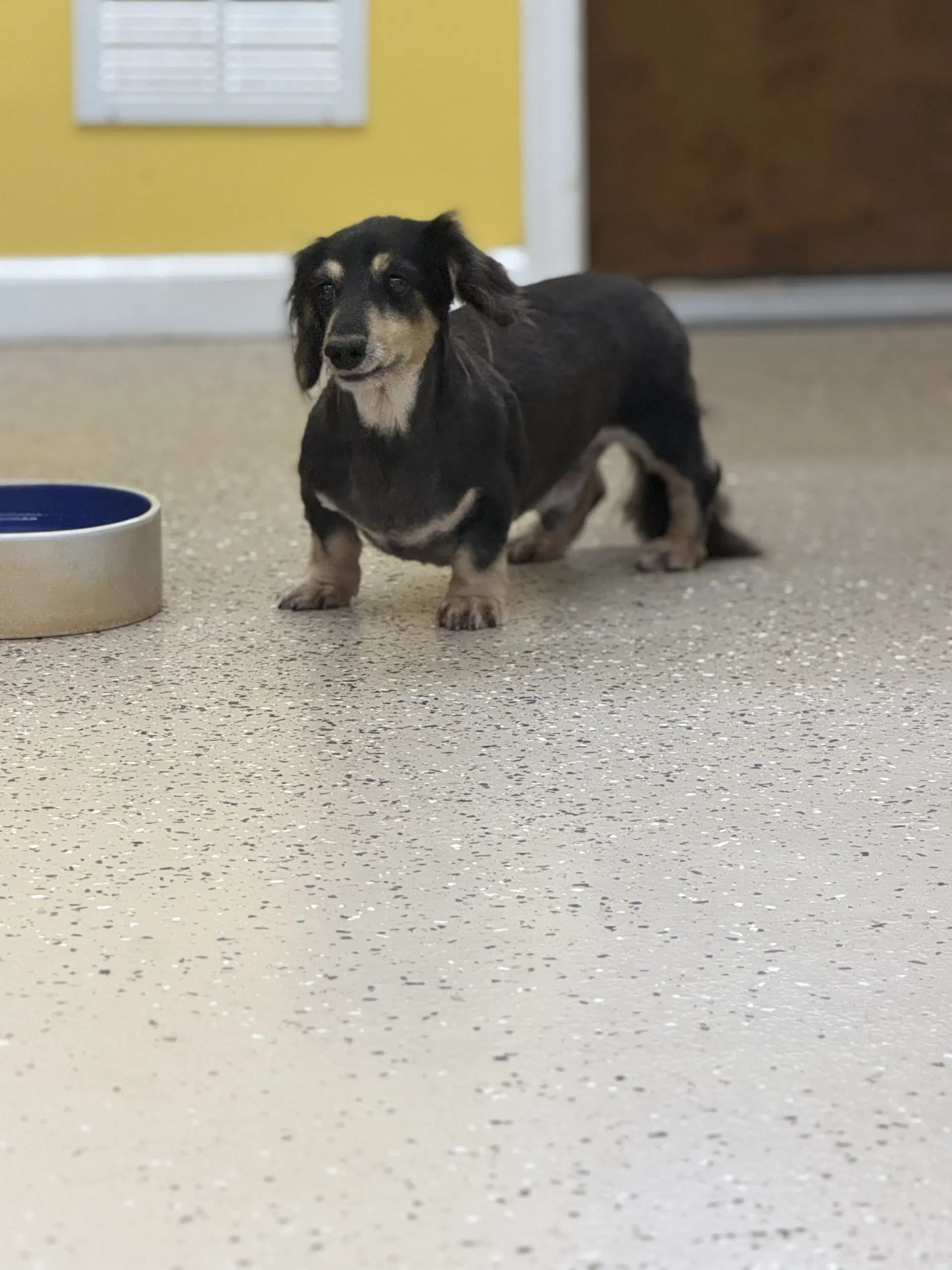 Romeo - Dachshund
