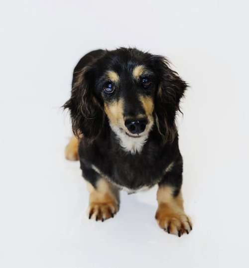 Romeo, a dog for adoption from Richardson Rescue