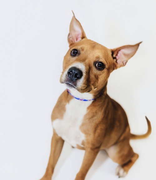 Julie, a dog for adoption from Richardson Rescue