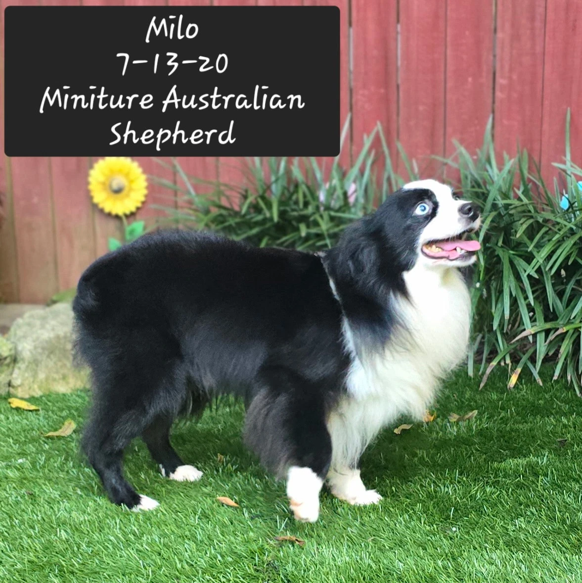 Milo