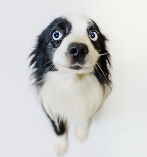 Milo, a dog for adoption from Richardson Rescue