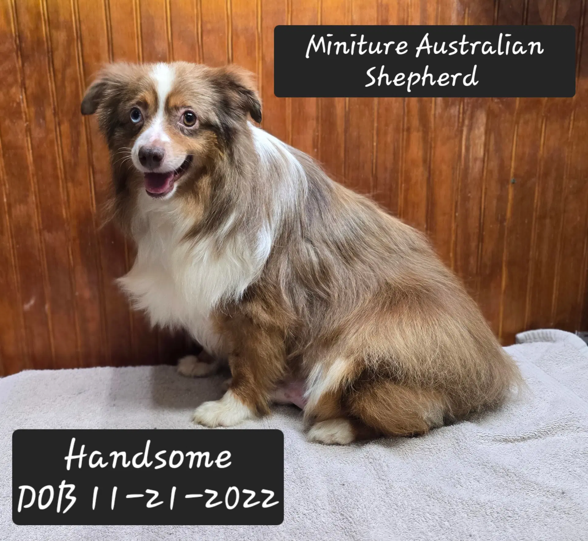 Handsome - Australian Shepherd