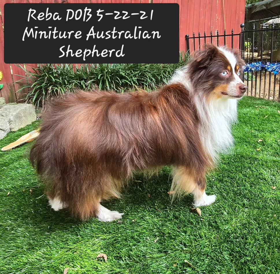 Reba