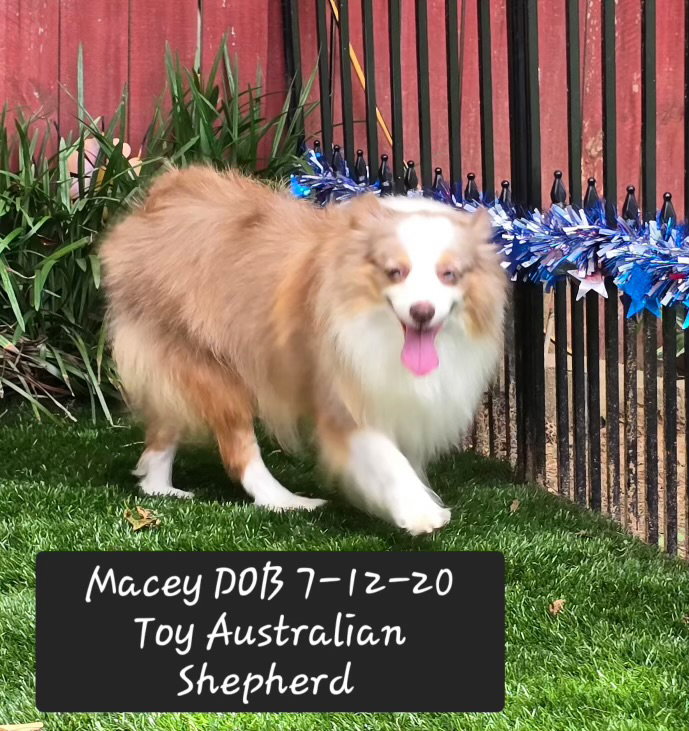 Macey, photo 3