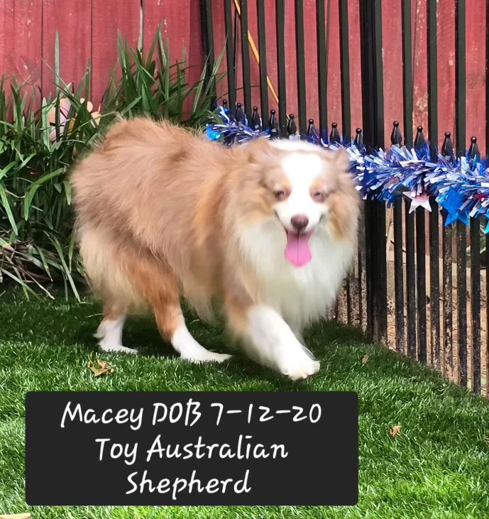 Macey
