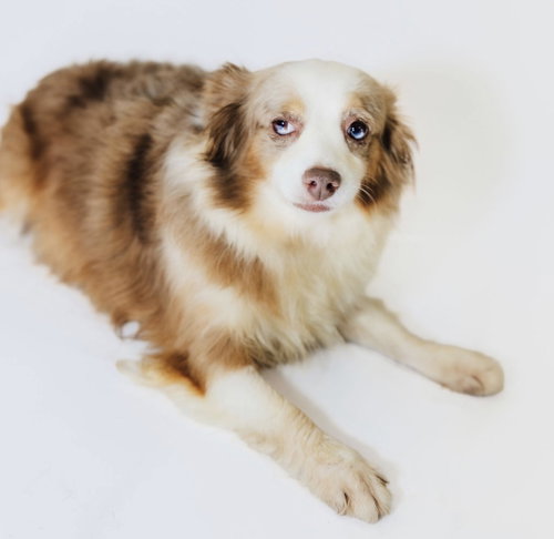 Macey, a dog for adoption from Richardson Rescue