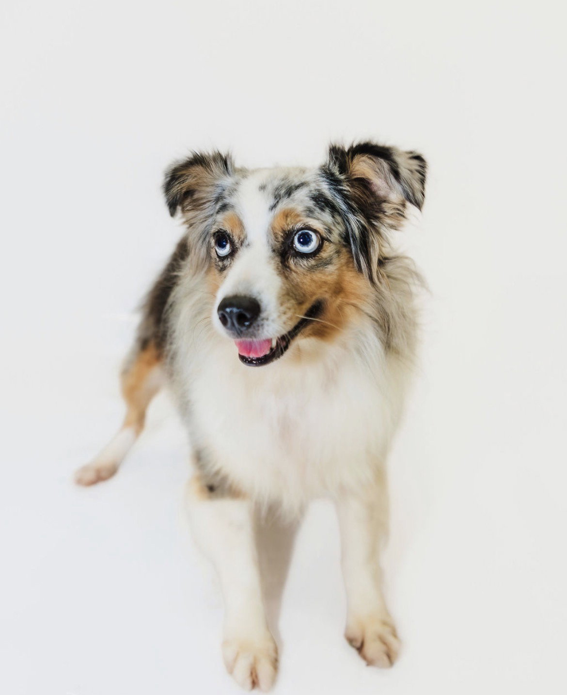 Jenny, Australian Shepherd