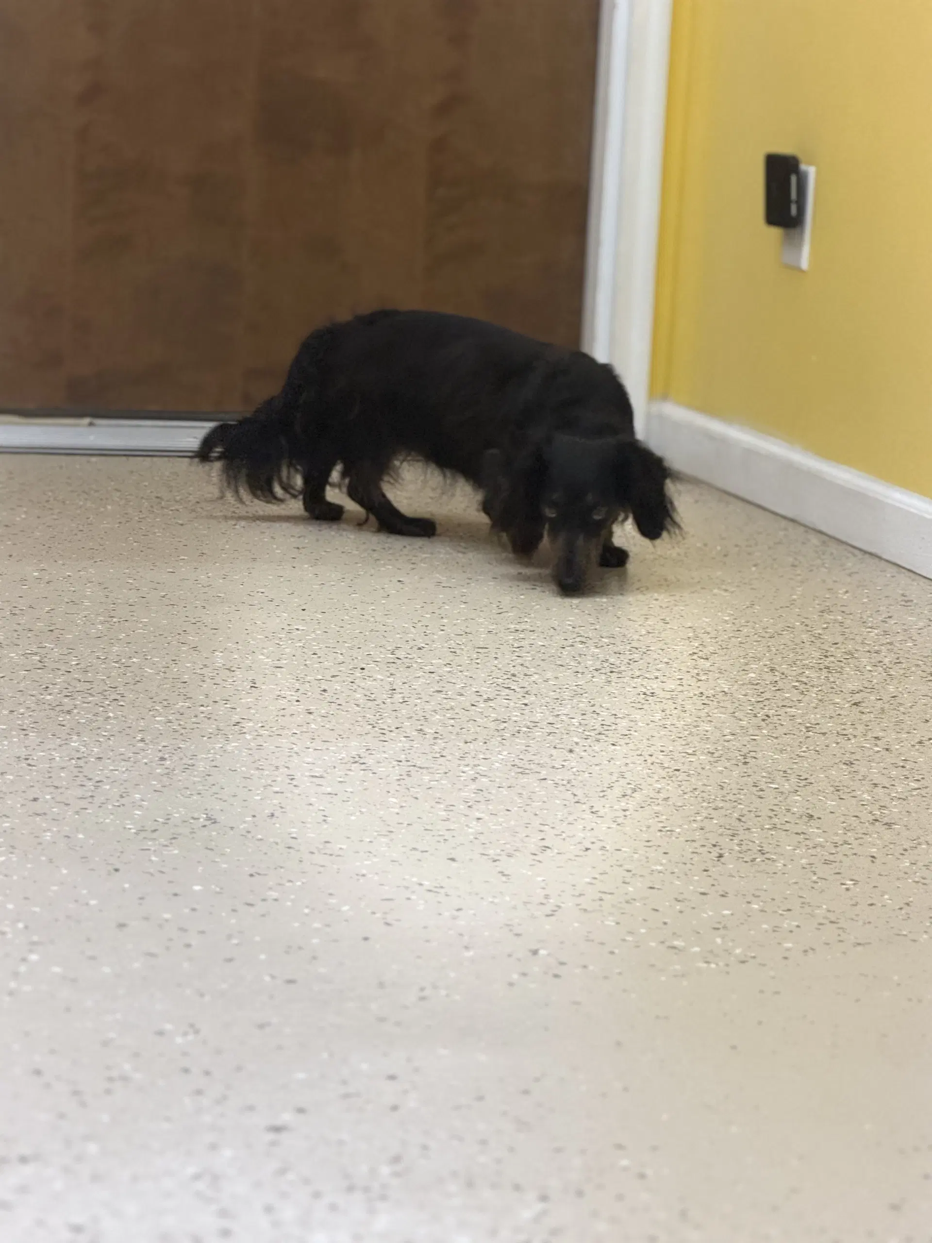 Bear - Dachshund