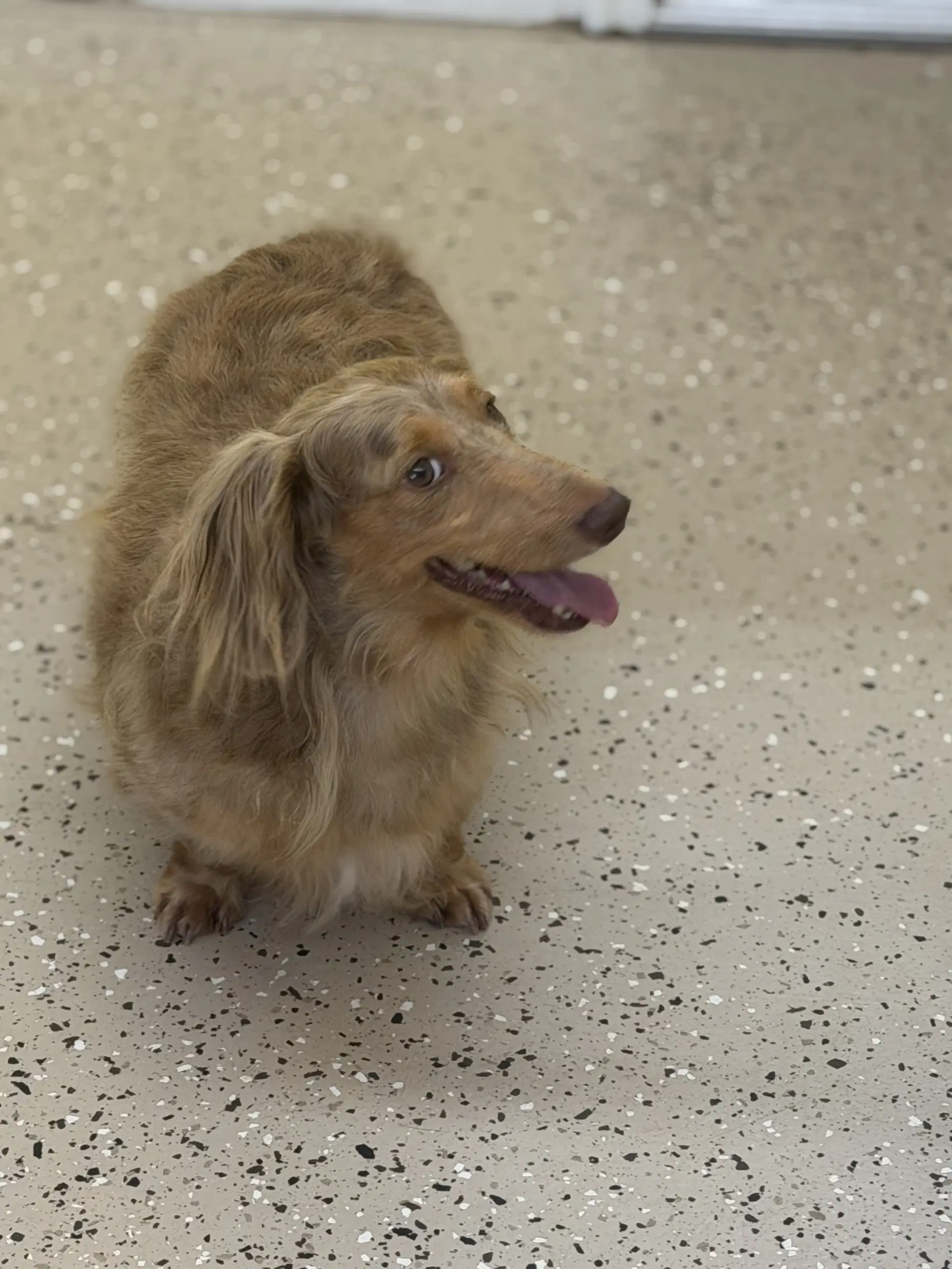 Royce - Dachshund
