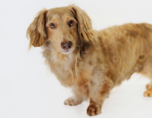 Royce, a dog for adoption from Richardson Rescue