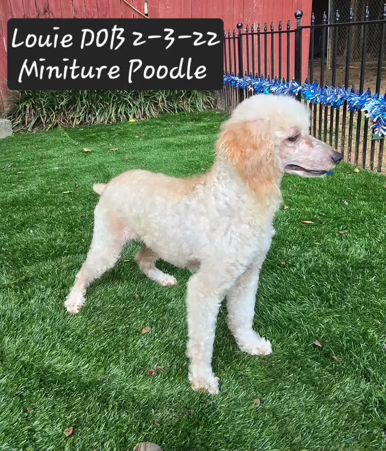 Louie - Poodle (Miniature)