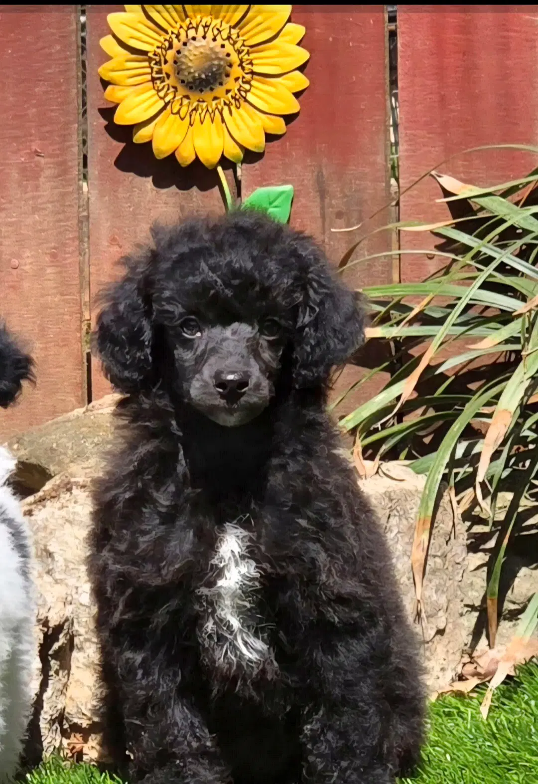Oakley - Poodle (Toy)