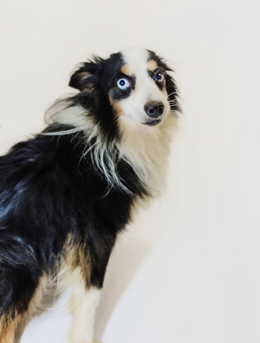 Denver, Australian Shepherd