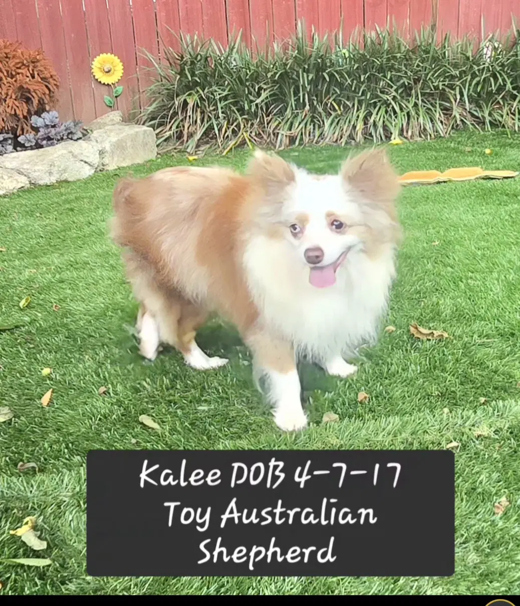 Kalee - Australian Shepherd