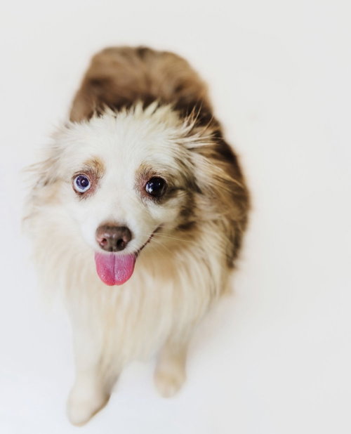 Kalee, a dog for adoption from Richardson Rescue