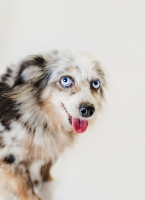 kelly, a dog for adoption from Richardson Rescue