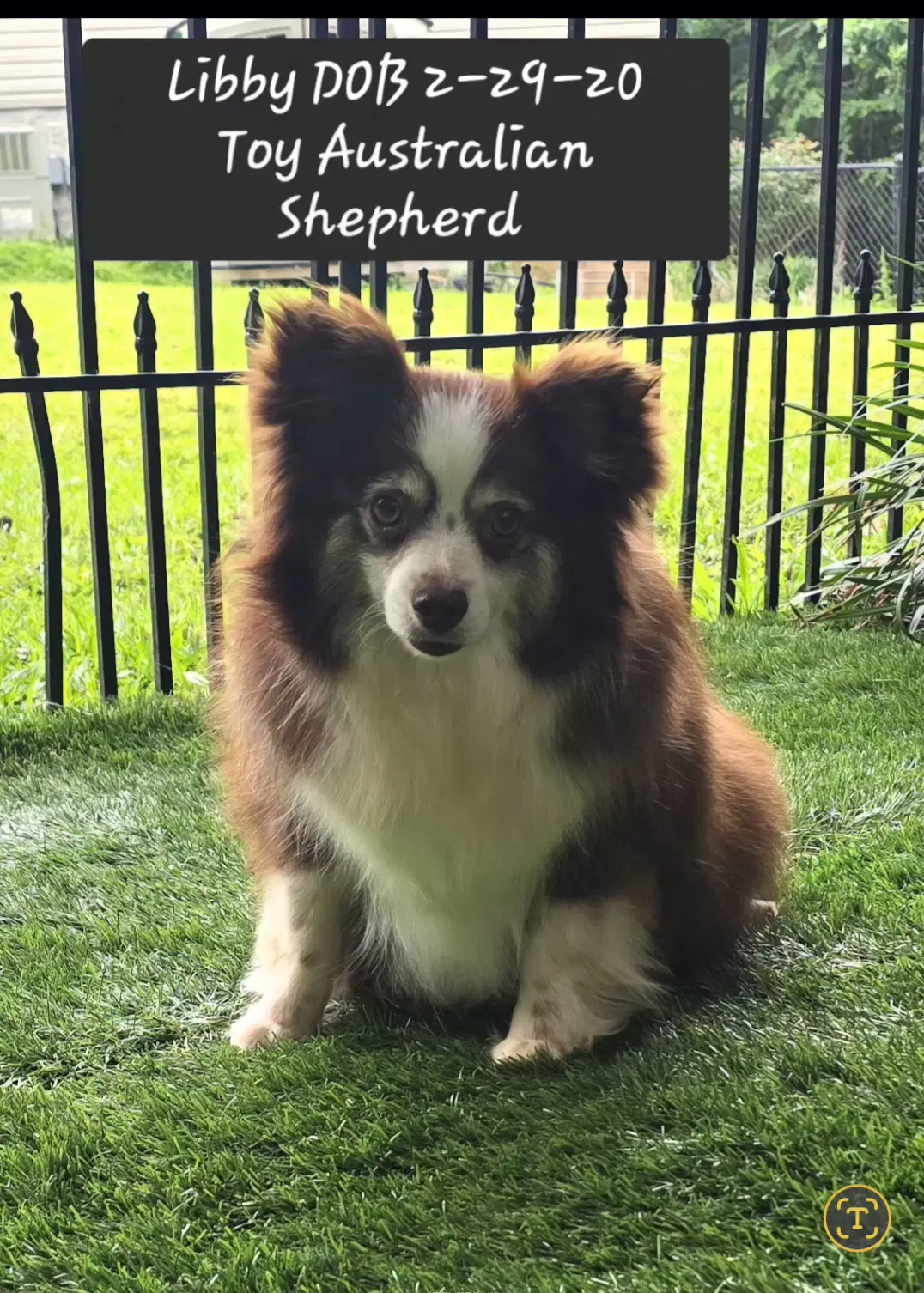 Libby - Australian Shepherd