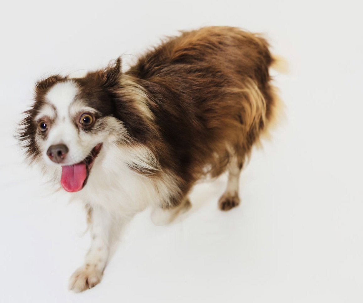 Libby, Australian Shepherd