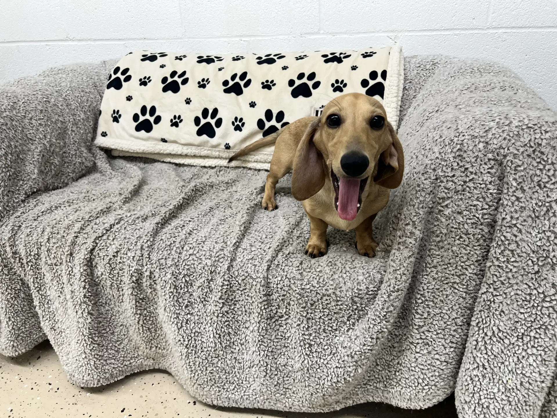 Wylie - Dachshund