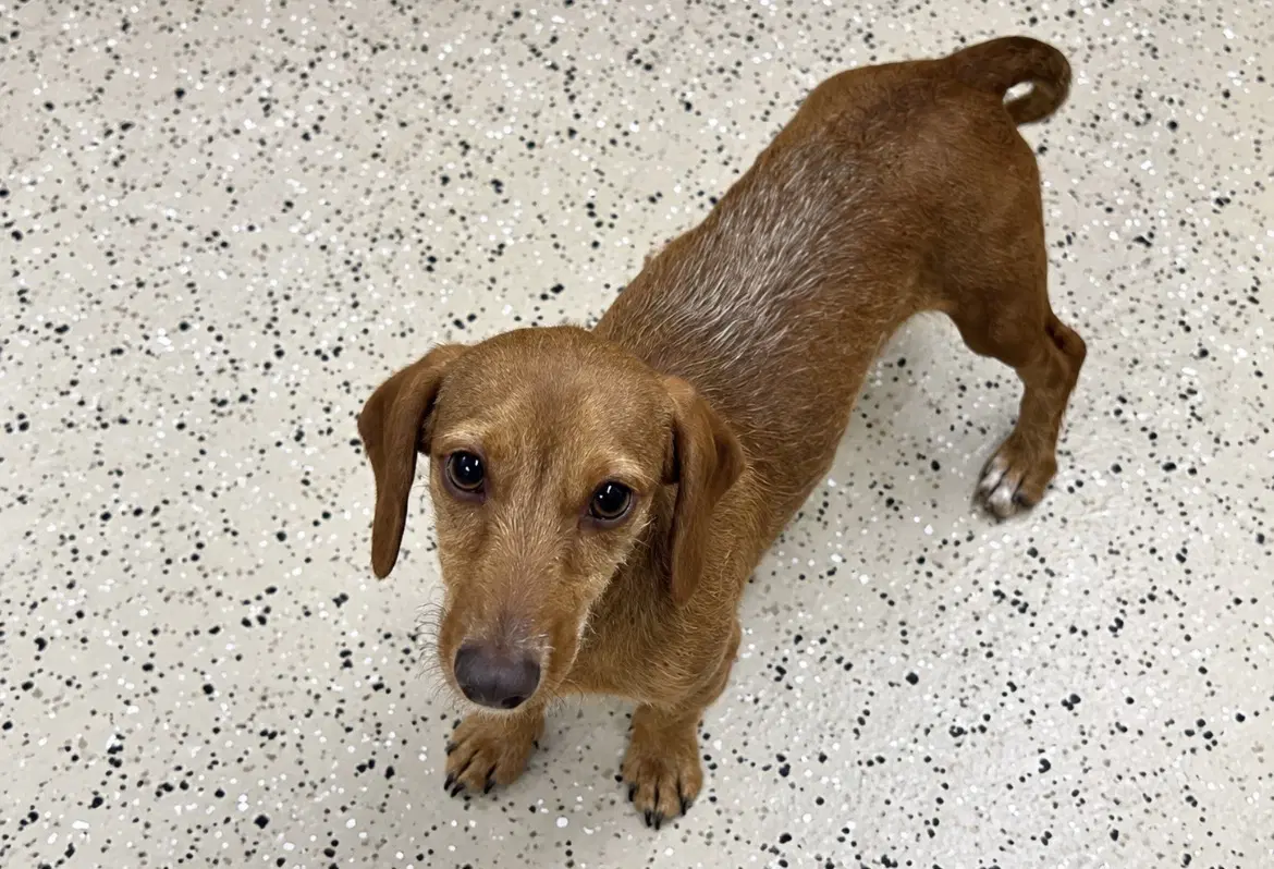 Rhett - Dachshund
