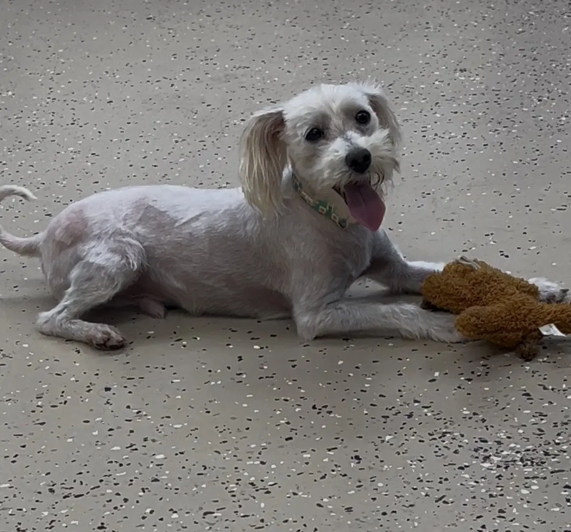 Gizmo - Maltese