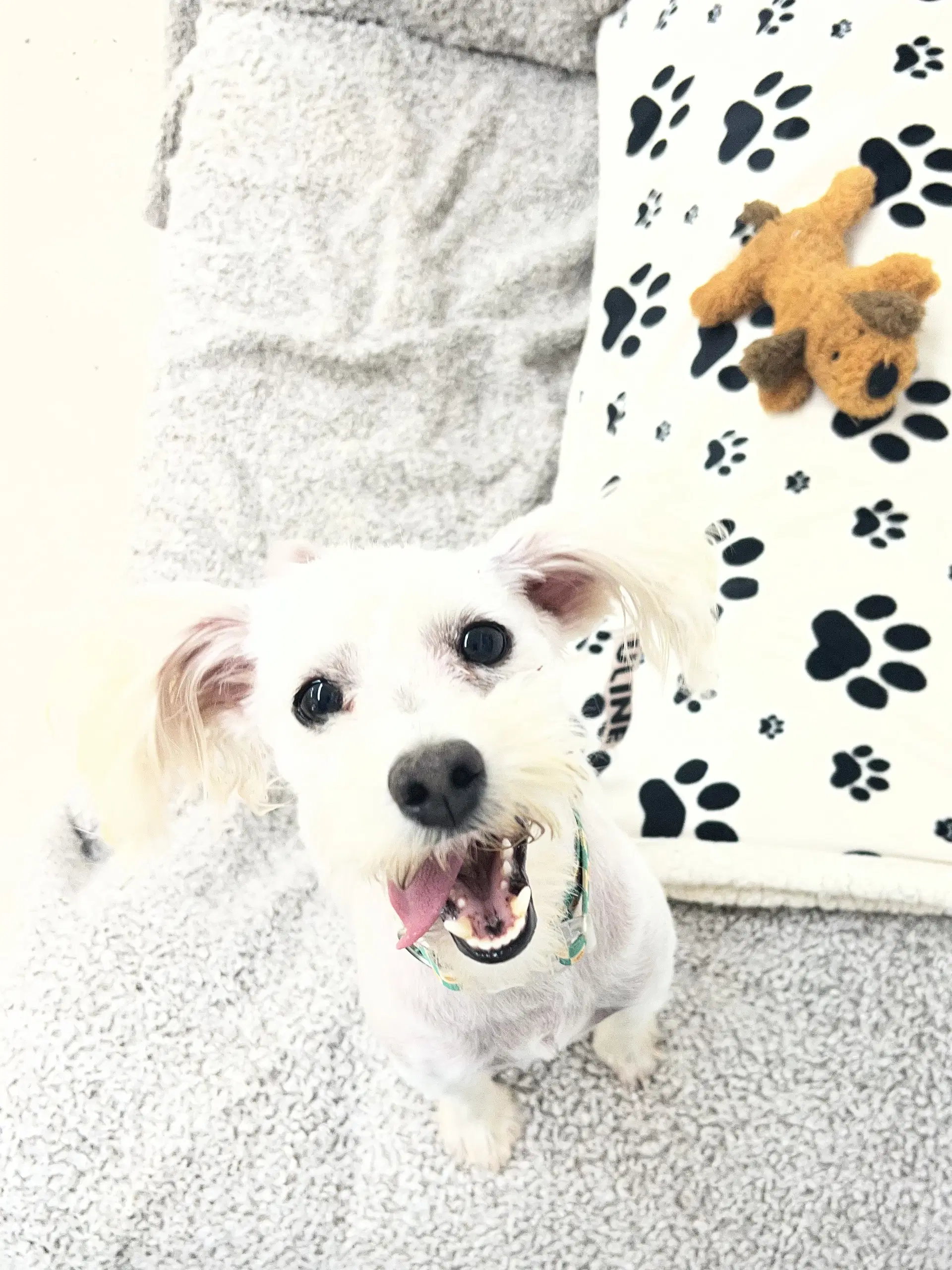 Gizmo image 2