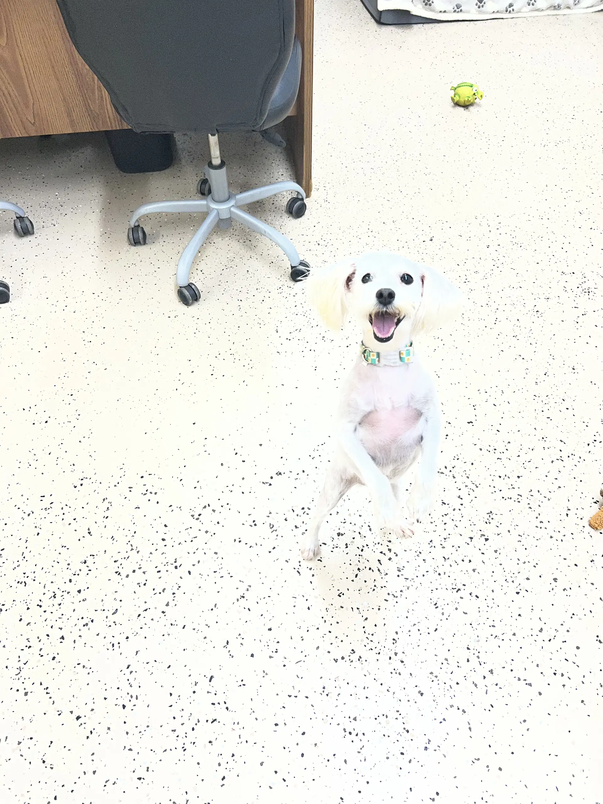 Gizmo image 3
